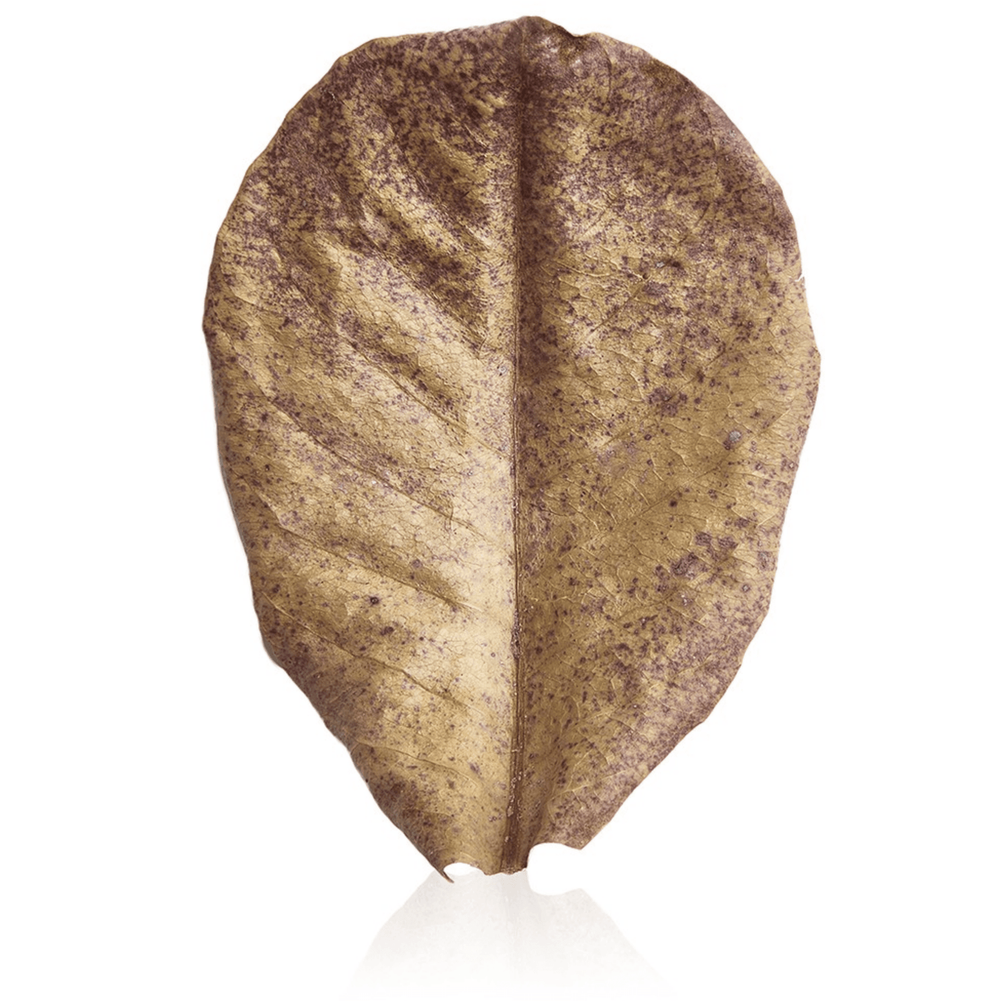 Indian Almond Leaves Large | Catappa Leaves - Wild Pet Supply