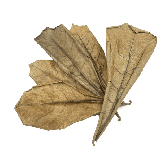 Indian Almond Leaves Large | Catappa Leaves - Wild Pet Supply