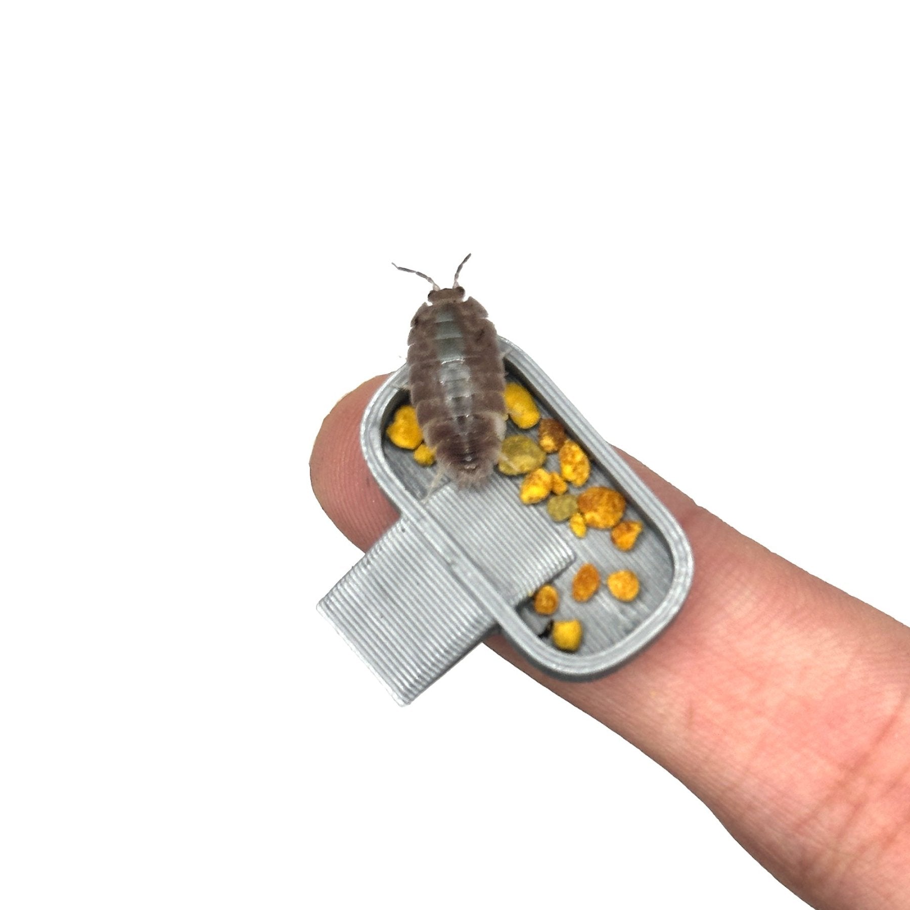 Isopod Feeding Dish – 10 Pack Food Trays - Wild Pet Supply