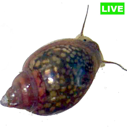 Live Pond/Bladder Snails - Wild Pet Supply