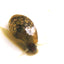 Live Pond/Bladder Snails - Wild Pet Supply