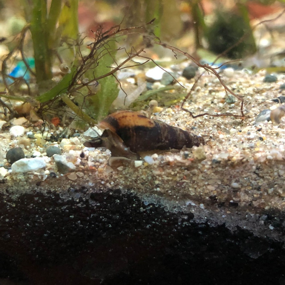 Malaysian Trumpet Snail Pack of 5 - Wild Pet Supply