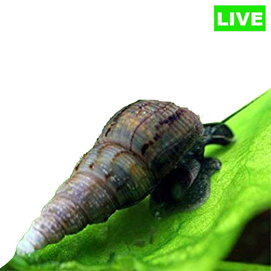 Malaysian Trumpet Snail Pack of 5 - Wild Pet Supply