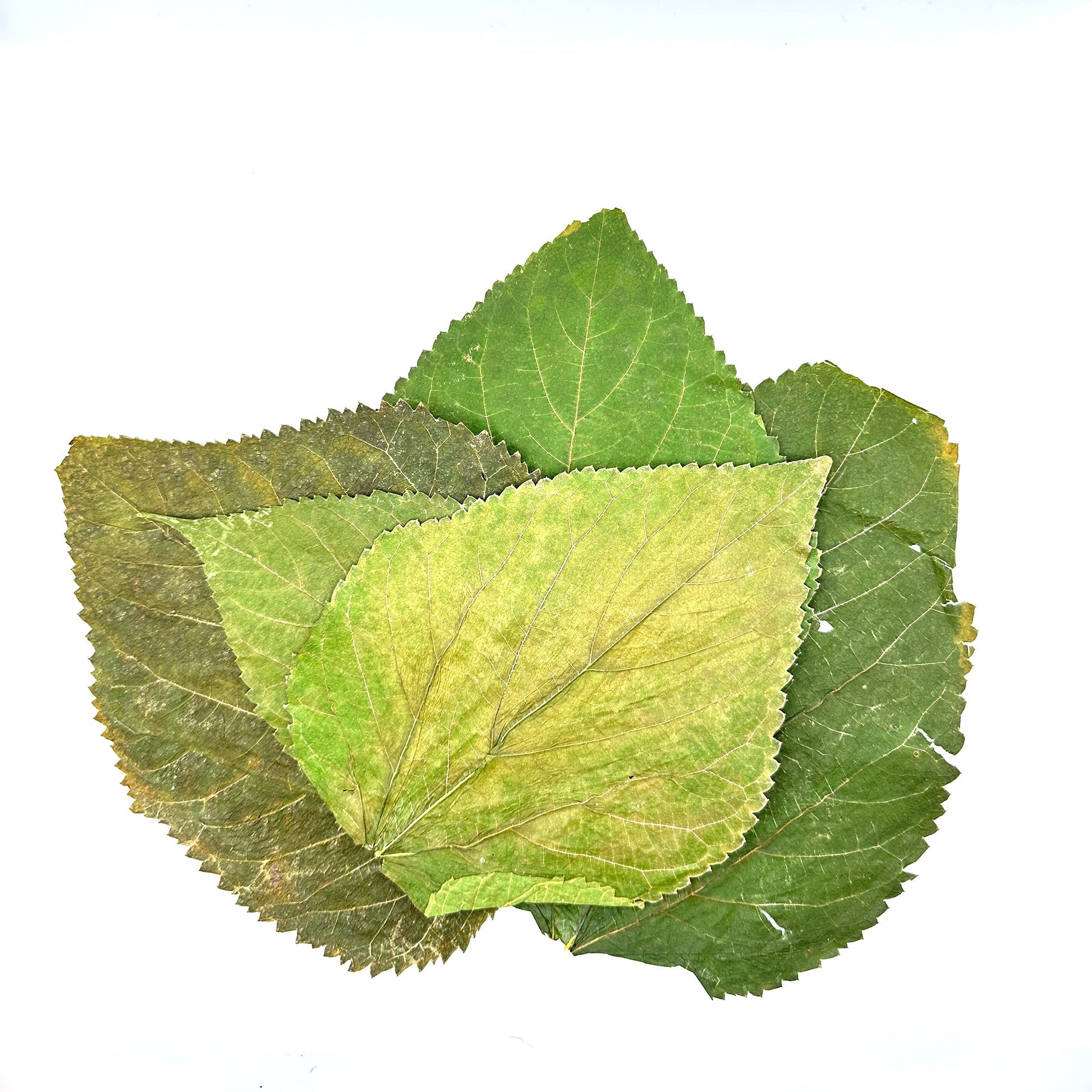 Mulberry Leaves 5 Pack | Shrimp Snacks - Wild Pet Supply