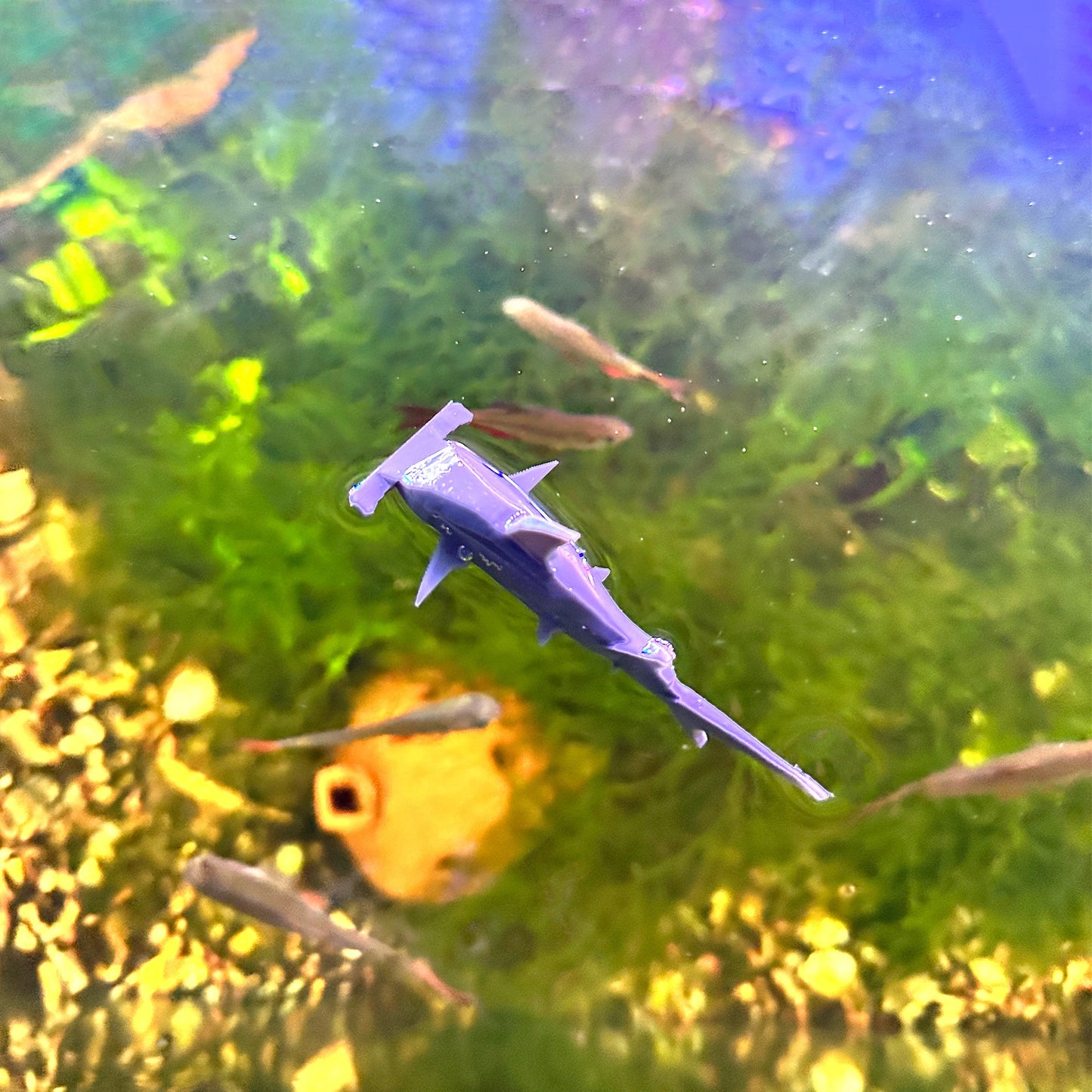 Nano Floating Aquarium Sharks - Hammer Head Shark Aquarium Decor - Fish Tank Shrimp Betta Decor - Wild Pet Supply