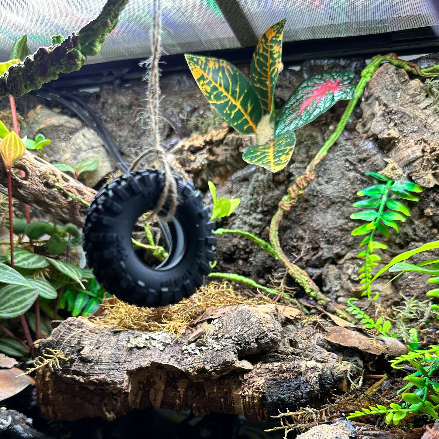 Nano Tire Swing Terrarium Decor | Crested Gecko Chameleon Climb | Reptile Decor Gift - Wild Pet Supply