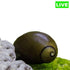 Olive Nerite Snail - Wild Pet Supply