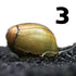 Olive Nerite Snail - Wild Pet Supply