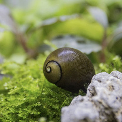 Olive Nerite Snail - Wild Pet Supply