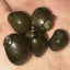Olive Nerite Snail - Wild Pet Supply