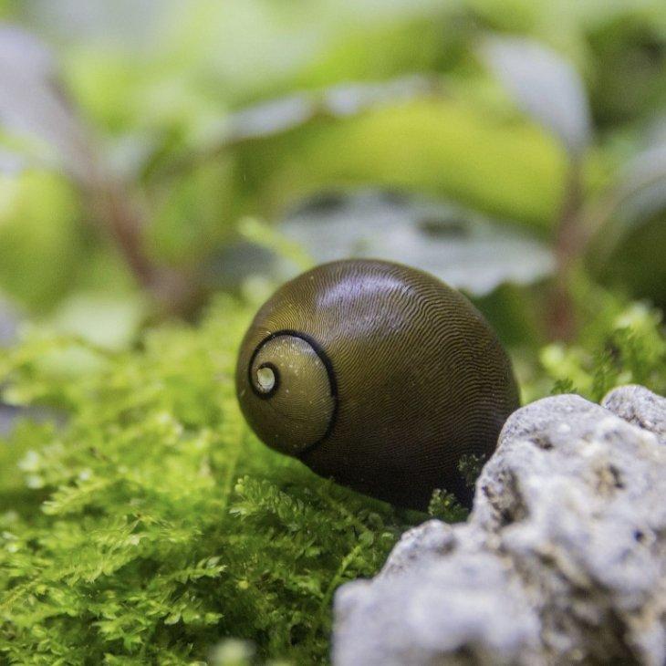Olive Nerite Snail Pack Of 2 - Wild Pet Supply