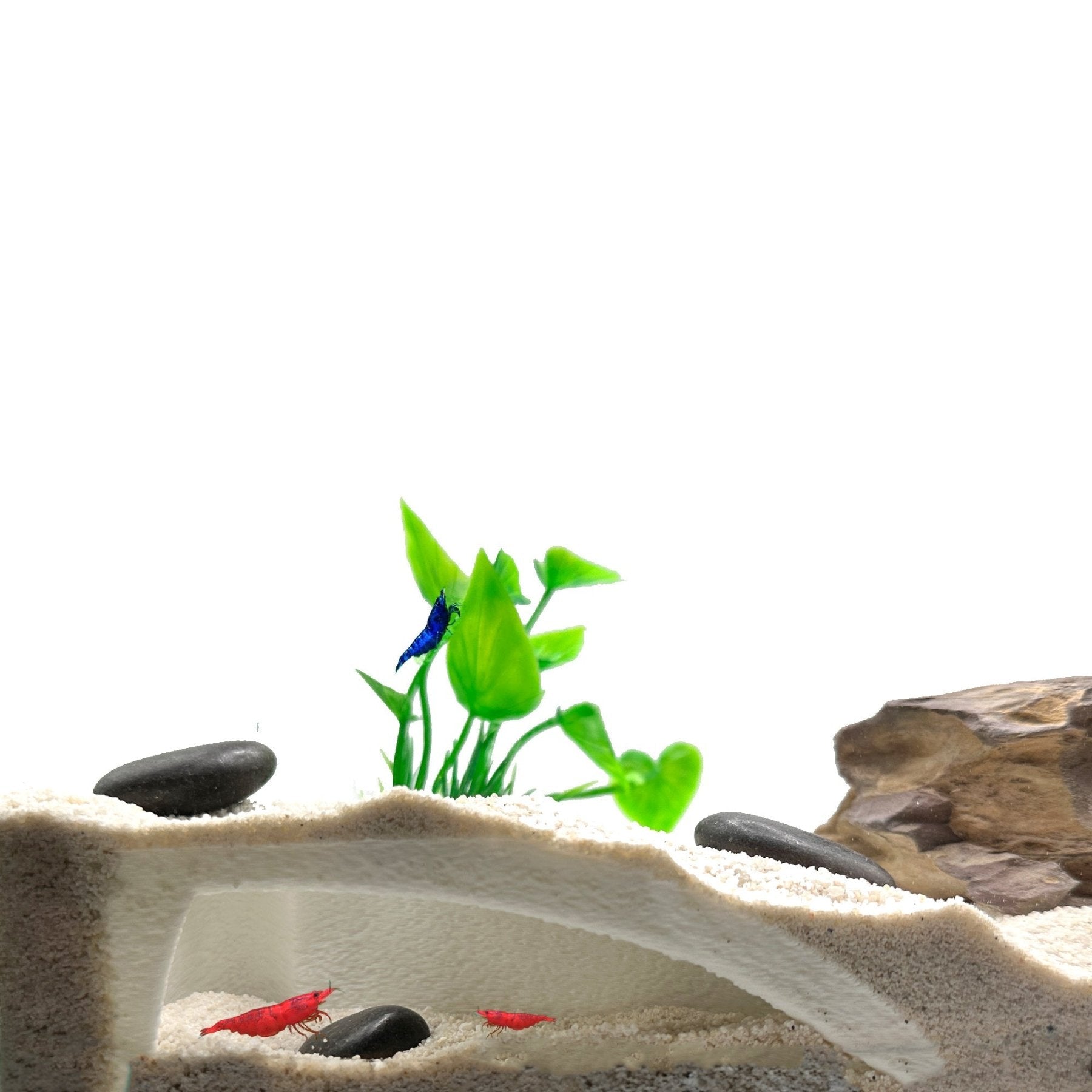 Organic Shrimp Tunnel Cave – Natural Hide - Wild Pet Supply