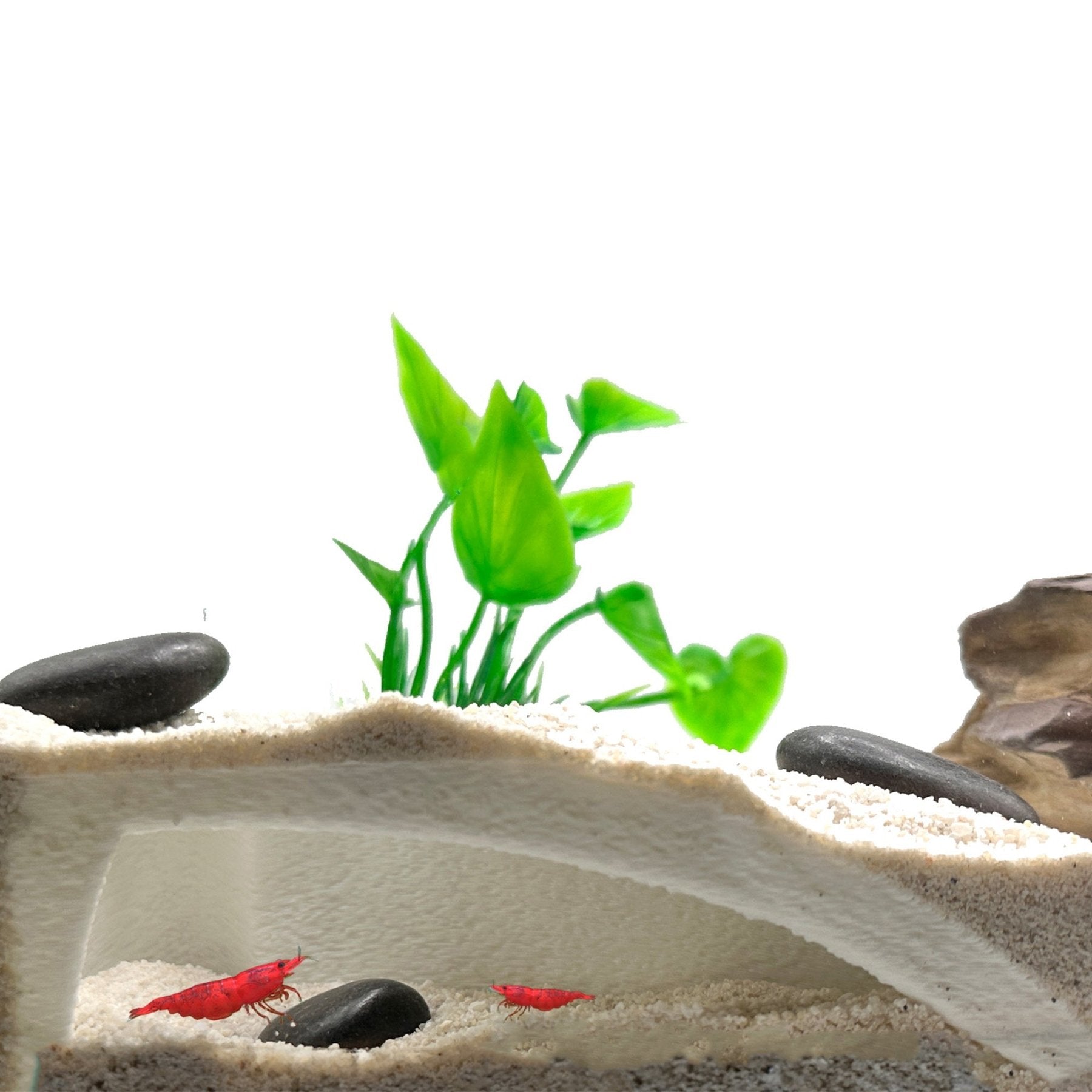 Organic Shrimp Tunnel Cave – Natural Hide - Wild Pet Supply