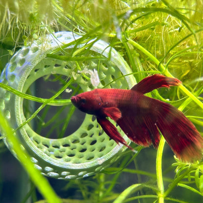 Betta Bulb Hide | Organic Betta Rest Fish Tank Ornament