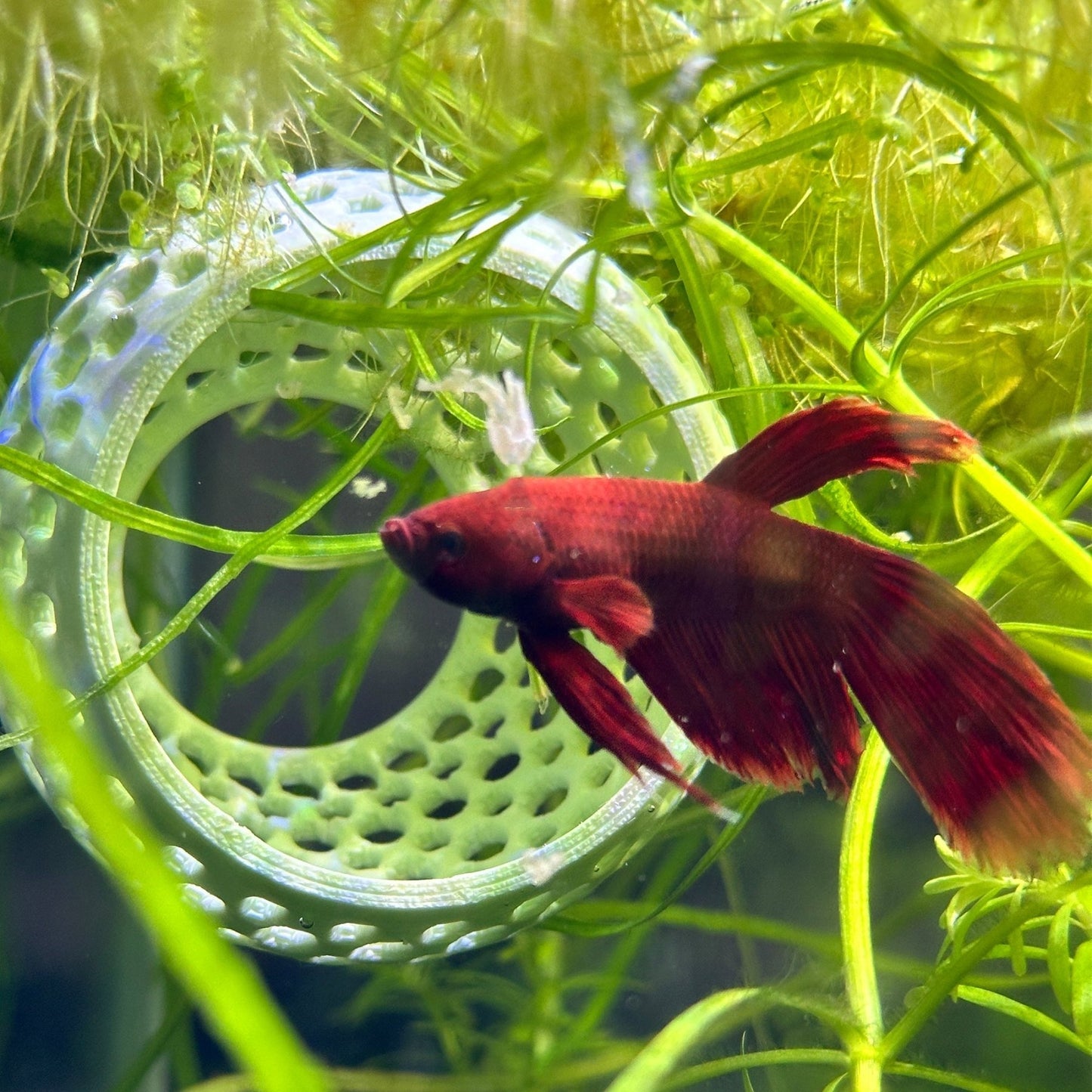 Original Betta Bulb Hide – Suction Cup Cave - Wild Pet Supply
