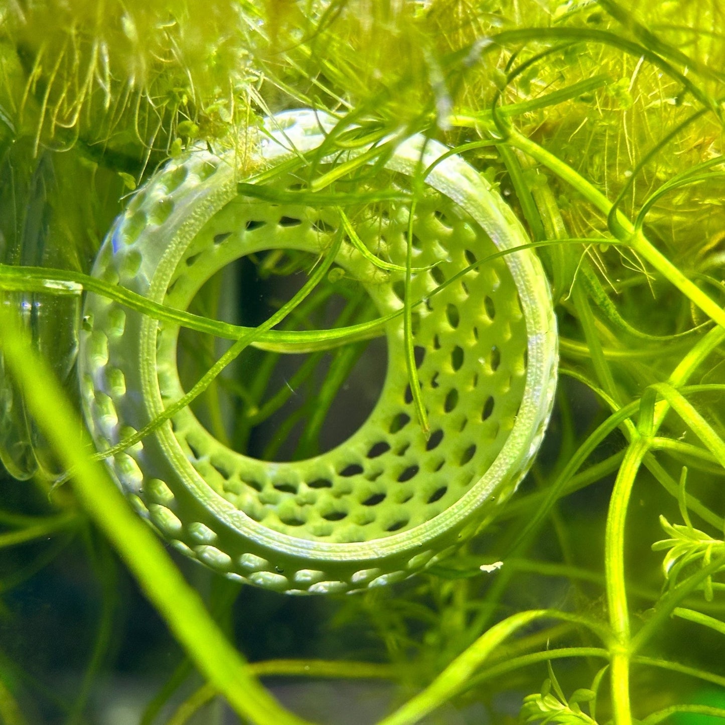 Original Betta Bulb Hide – Suction Cup Cave - Wild Pet Supply