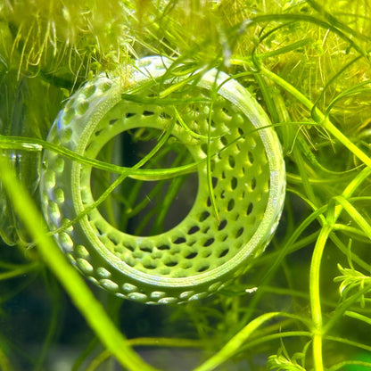 Original Betta Bulb Hide – Suction Cup Cave - Wild Pet Supply