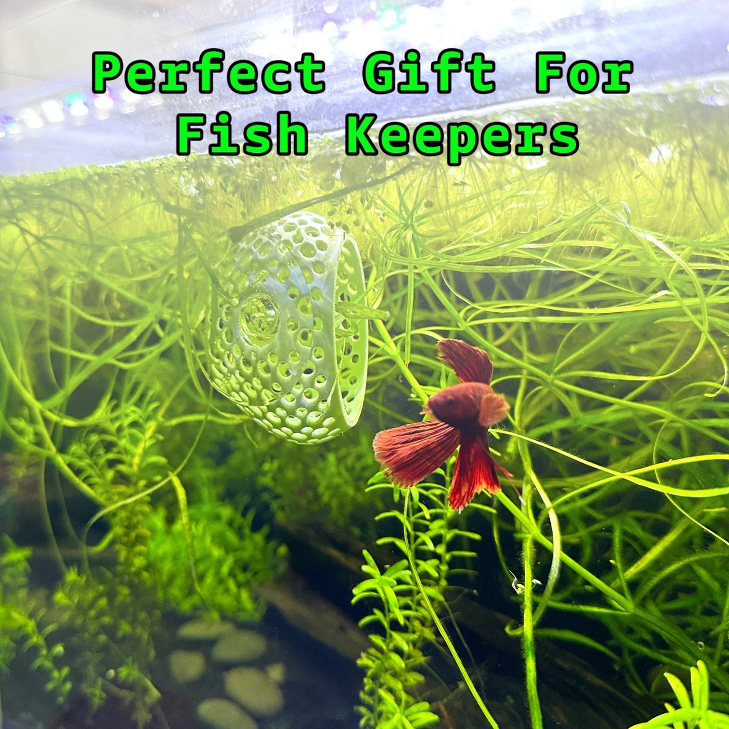 Original Betta Bulb Hide – Suction Cup Cave - Wild Pet Supply