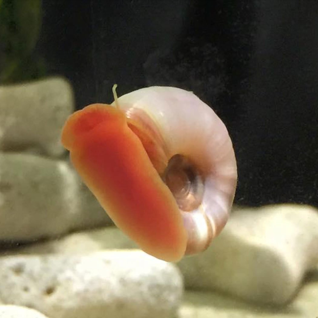 Ramshorn Snails Pack of 3 - Wild Pet Supply