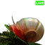 Ramshorn Snails Pack of 5 - Wild Pet Supply