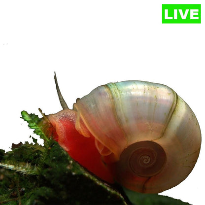 Ramshorn Snails Pack of 5 - Wild Pet Supply