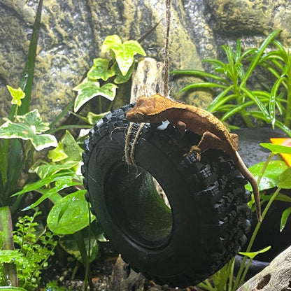 Reptile Tire Swing – Hanging Terrarium Decor - Wild Pet Supply
