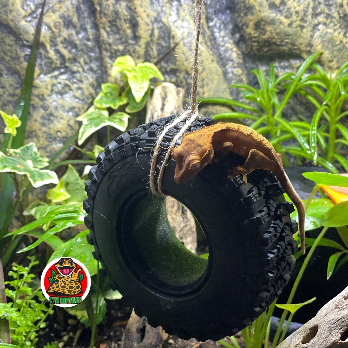 Reptile Tire Swing – Hanging Terrarium Decor - Wild Pet Supply