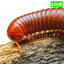 Scarlet Millipedes Pack Of 2 - Wild Pet Supply