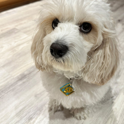 Scooby Doo Dog Collar Costume Dog Chain SD | CTWPets - Wild Pet Supply