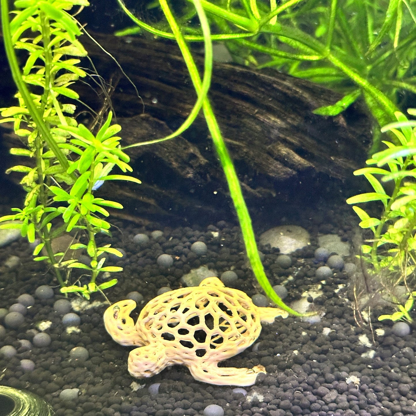 Sea Turtle Aquarium & Terrarium Decor | Nano Shrimp Hide | Fish Tank Decor Turtle - Wild Pet Supply