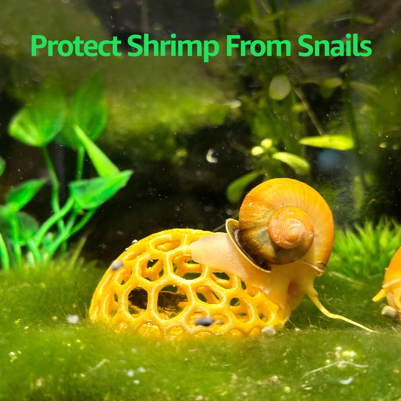 Shrimp grazing on a dome and tunnel nursery hide