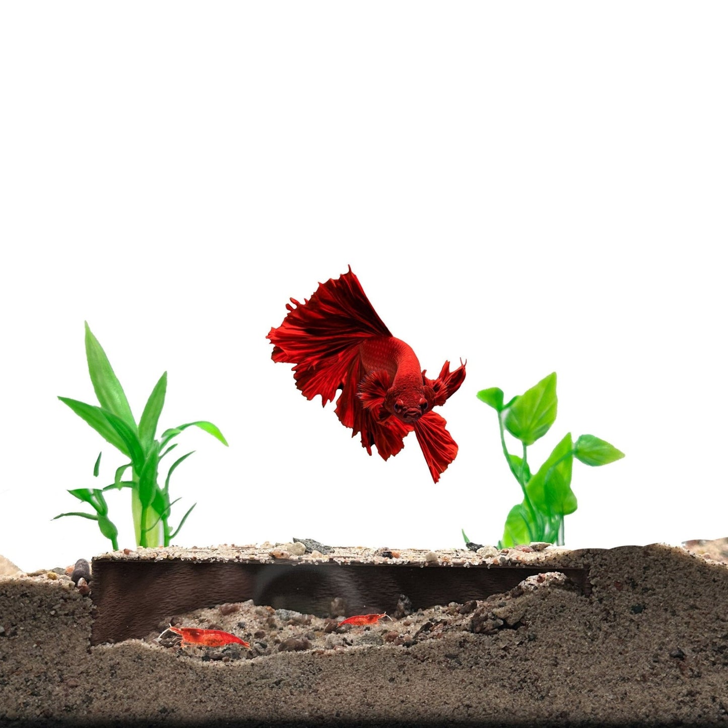 Shrimp Breeding Protector – Colony Cave - Wild Pet Supply