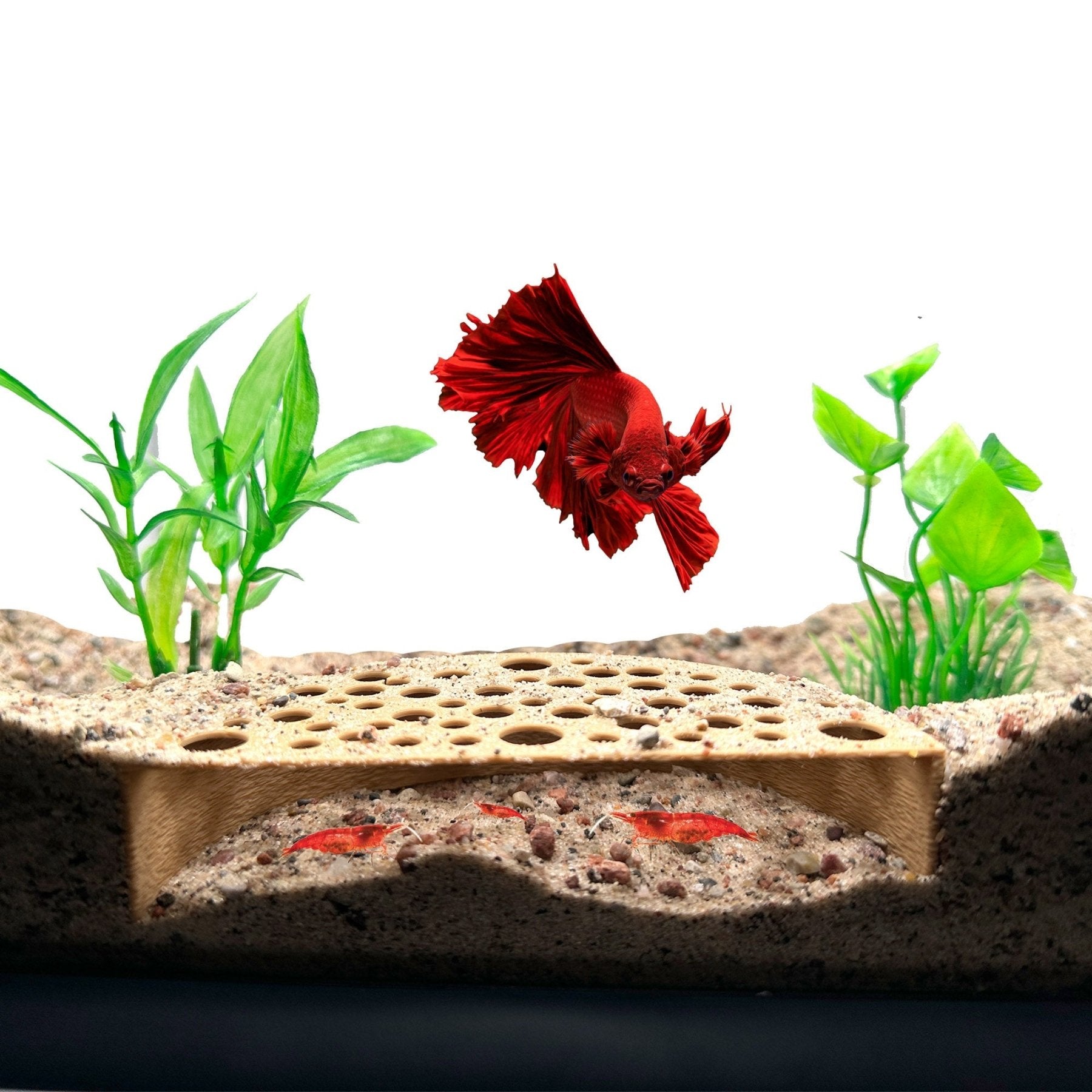 Shrimp Breeding Protector – Colony Cave - Wild Pet Supply