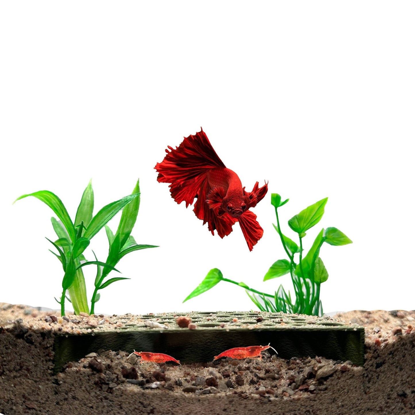 Shrimp Breeding Protector – Colony Cave - Wild Pet Supply