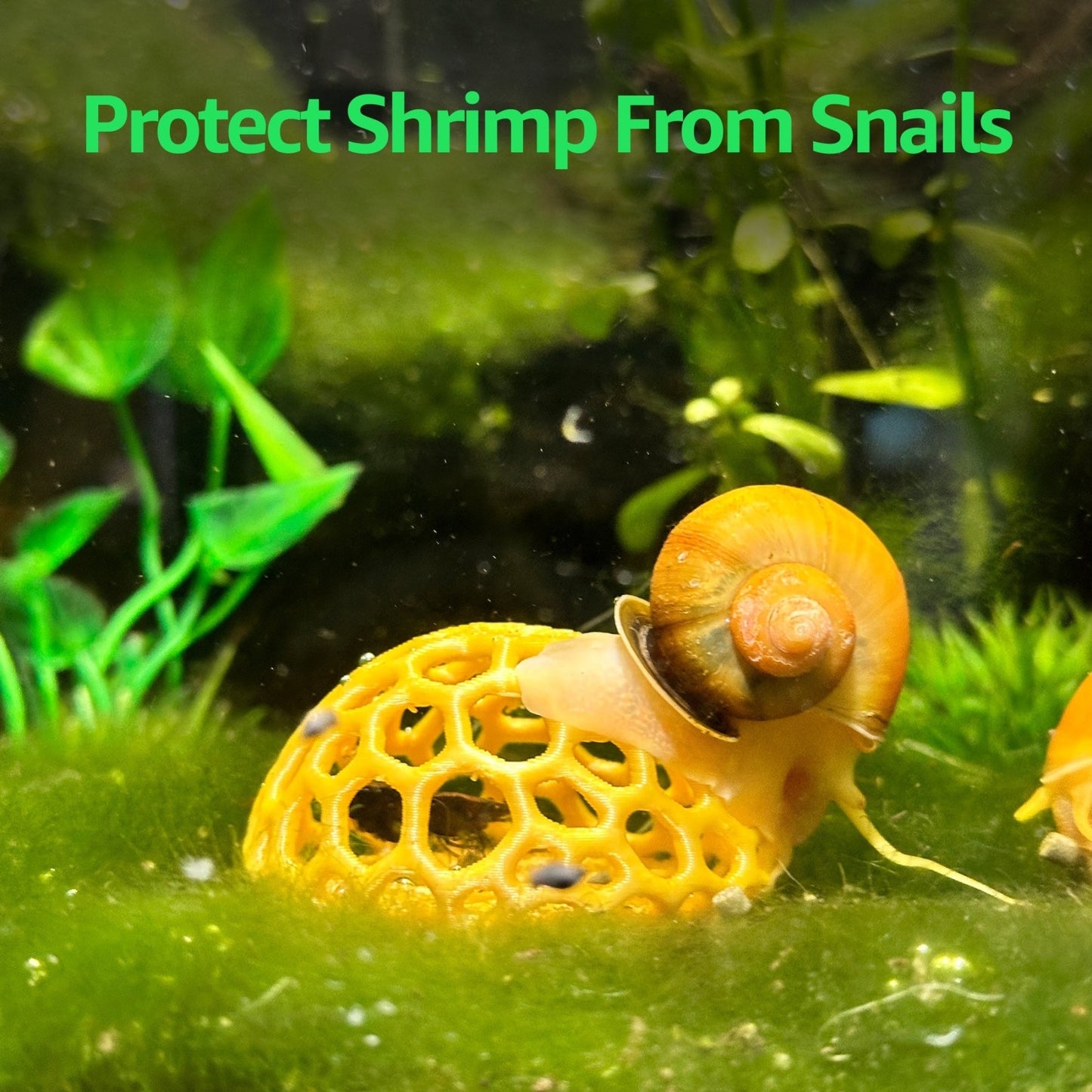 Shrimp Dome Hide – Natural Breeding Cave - Wild Pet Supply