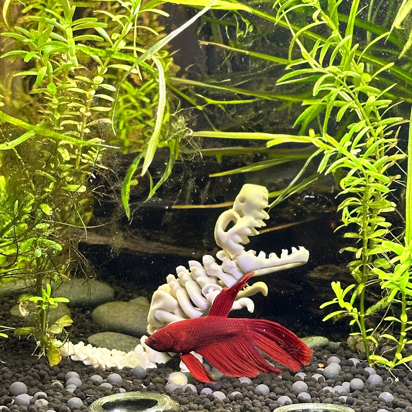 T-Rex Skeleton Decoration for Aquariums. Cave for Fish and Hideout for Shrimp Dinosaur Aquarium & Terrarium Decor - Wild Pet Supply