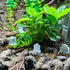 Terrarium Grave Stones | Gecko Tomb Stone Decor - Wild Pet Supply