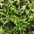 Terrarium Moss 2” Square - Wild Pet Supply