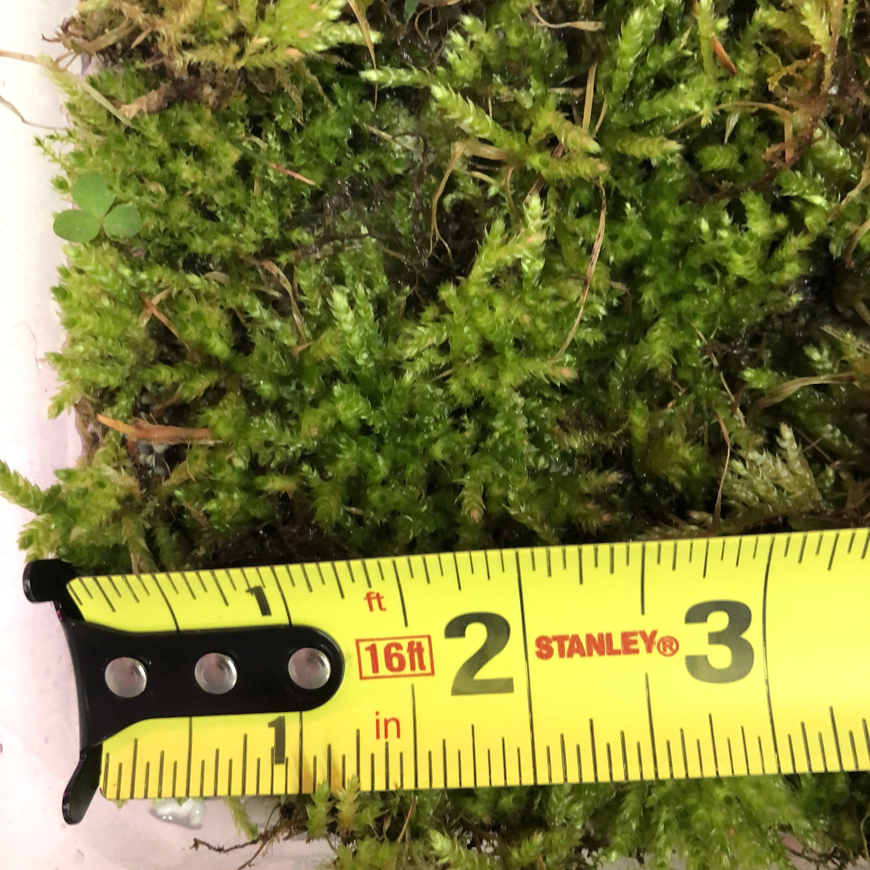 Terrarium Moss 2” Square - Wild Pet Supply