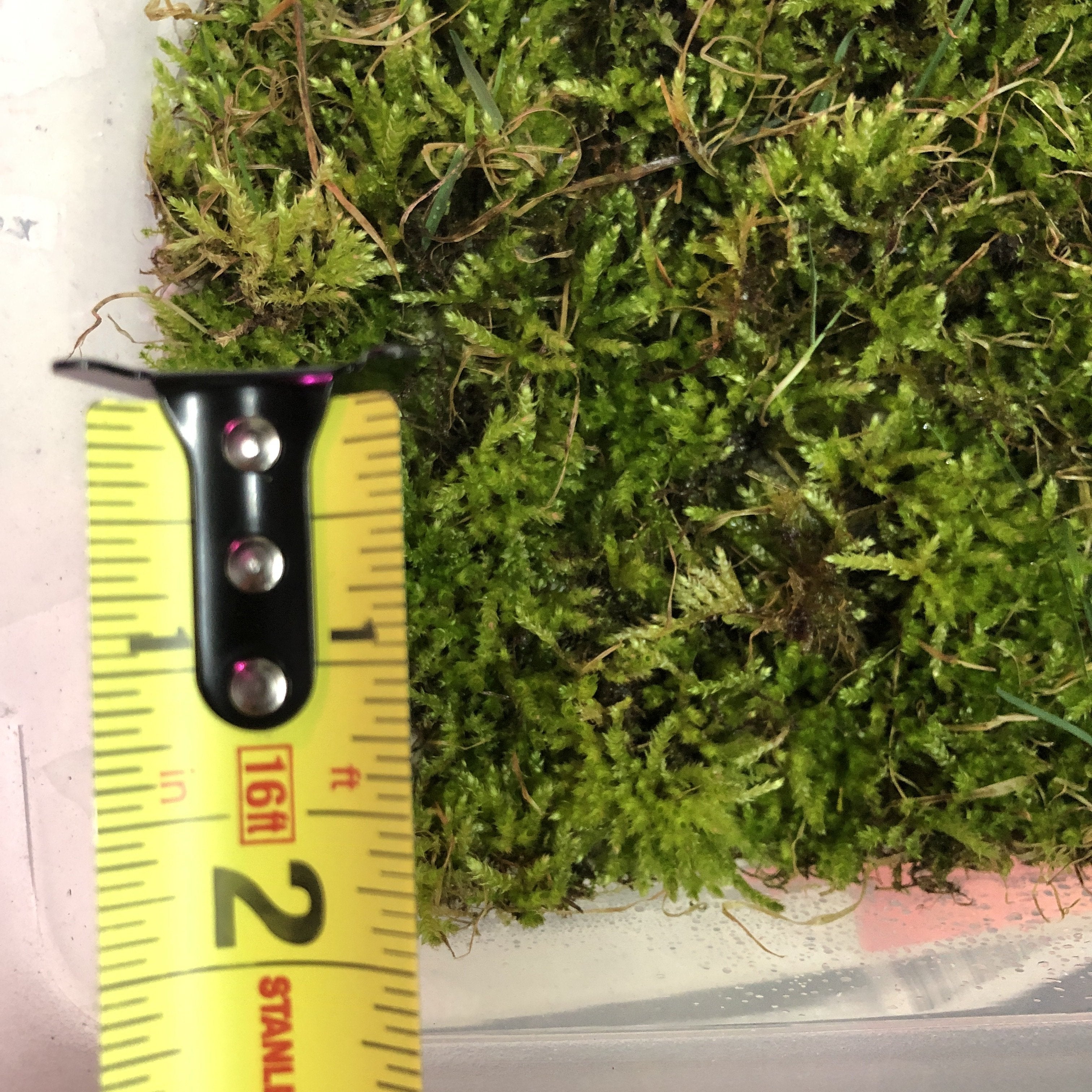 Terrarium Moss 2” Square - Wild Pet Supply