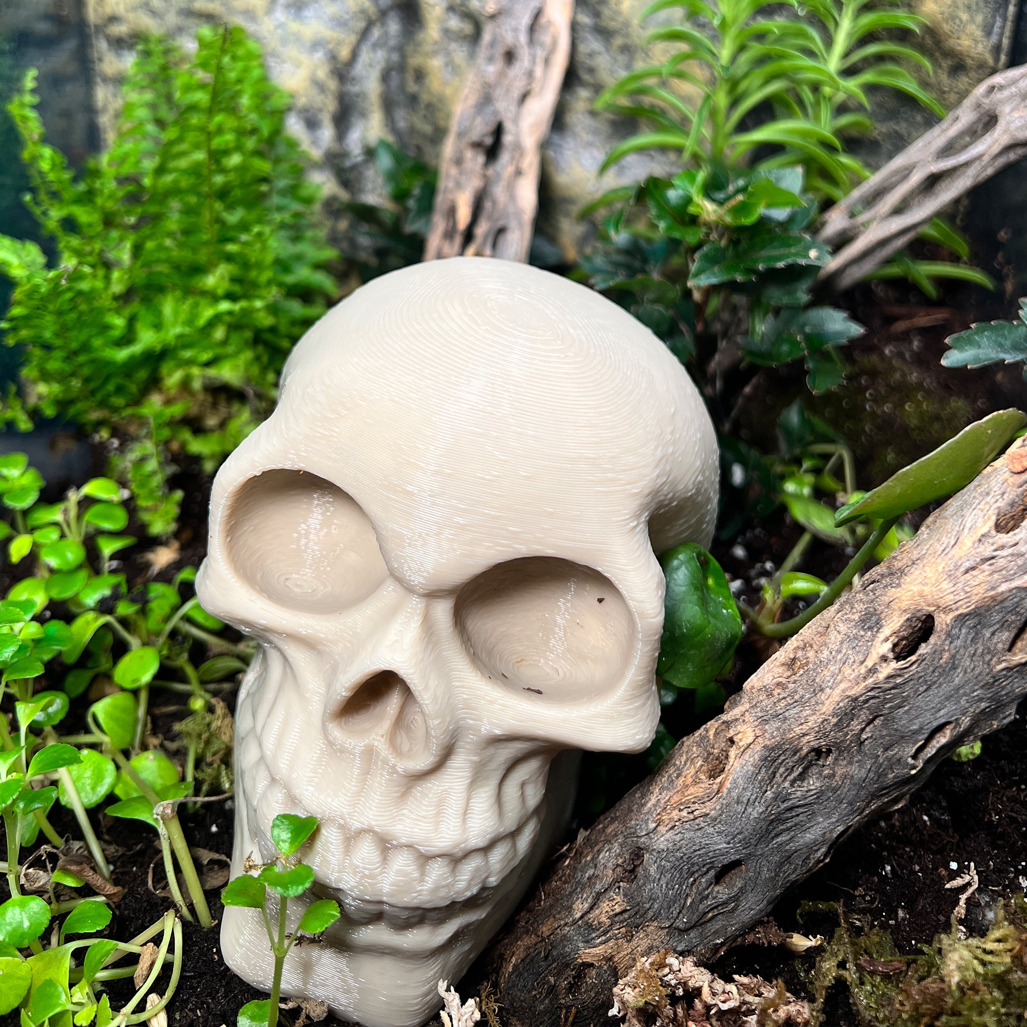 Terrarium Skull Moss Eyes - Crested Gecko Decor - Wild Pet Supply