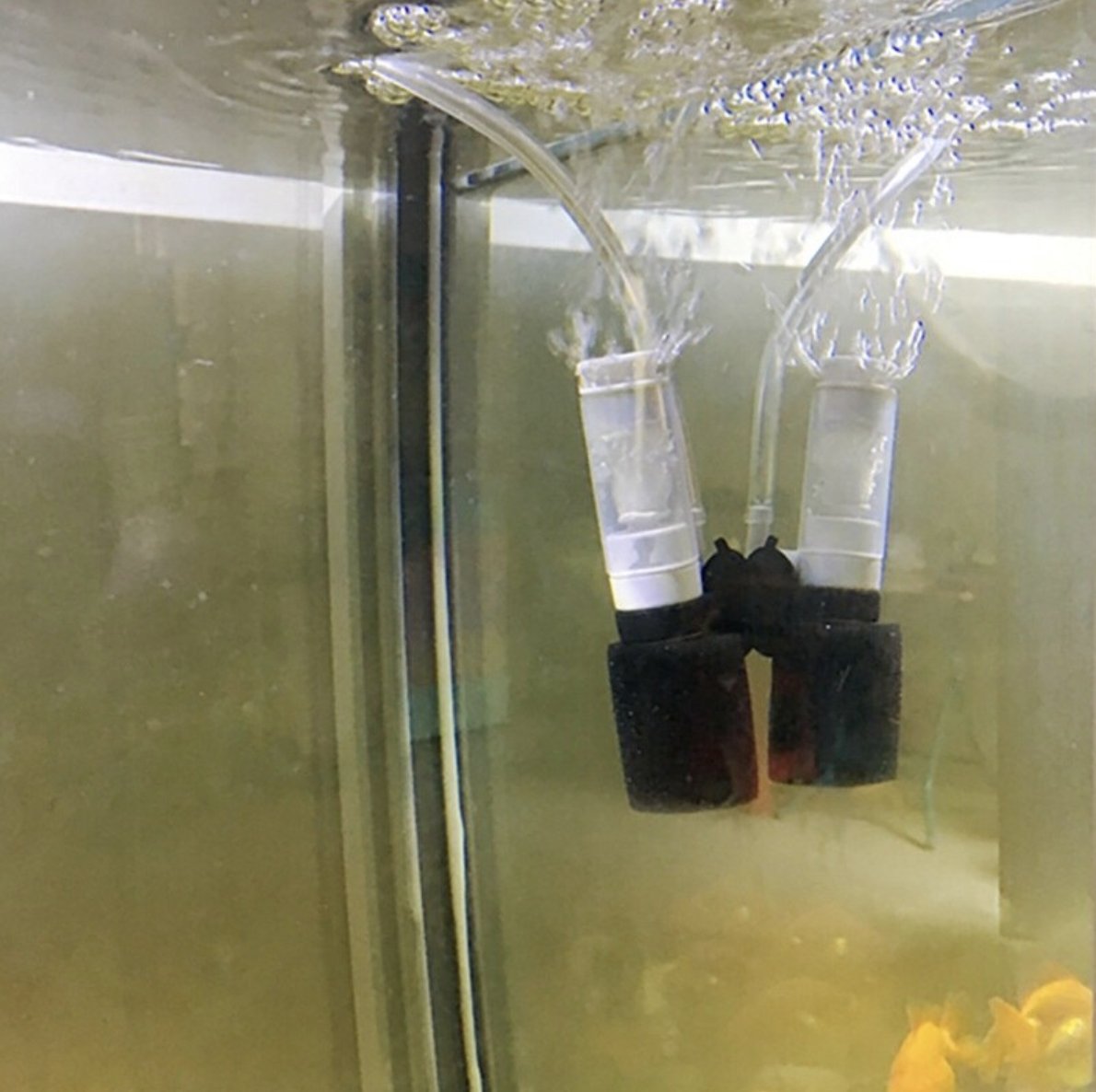 Tiny Aquarium Sponge Filter - Wild Pet Supply