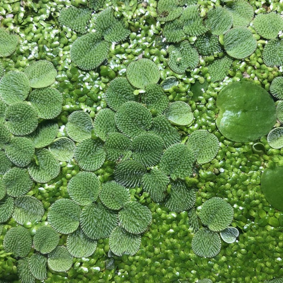 Water Spangles (Salvinia Minima) - Wild Pet Supply